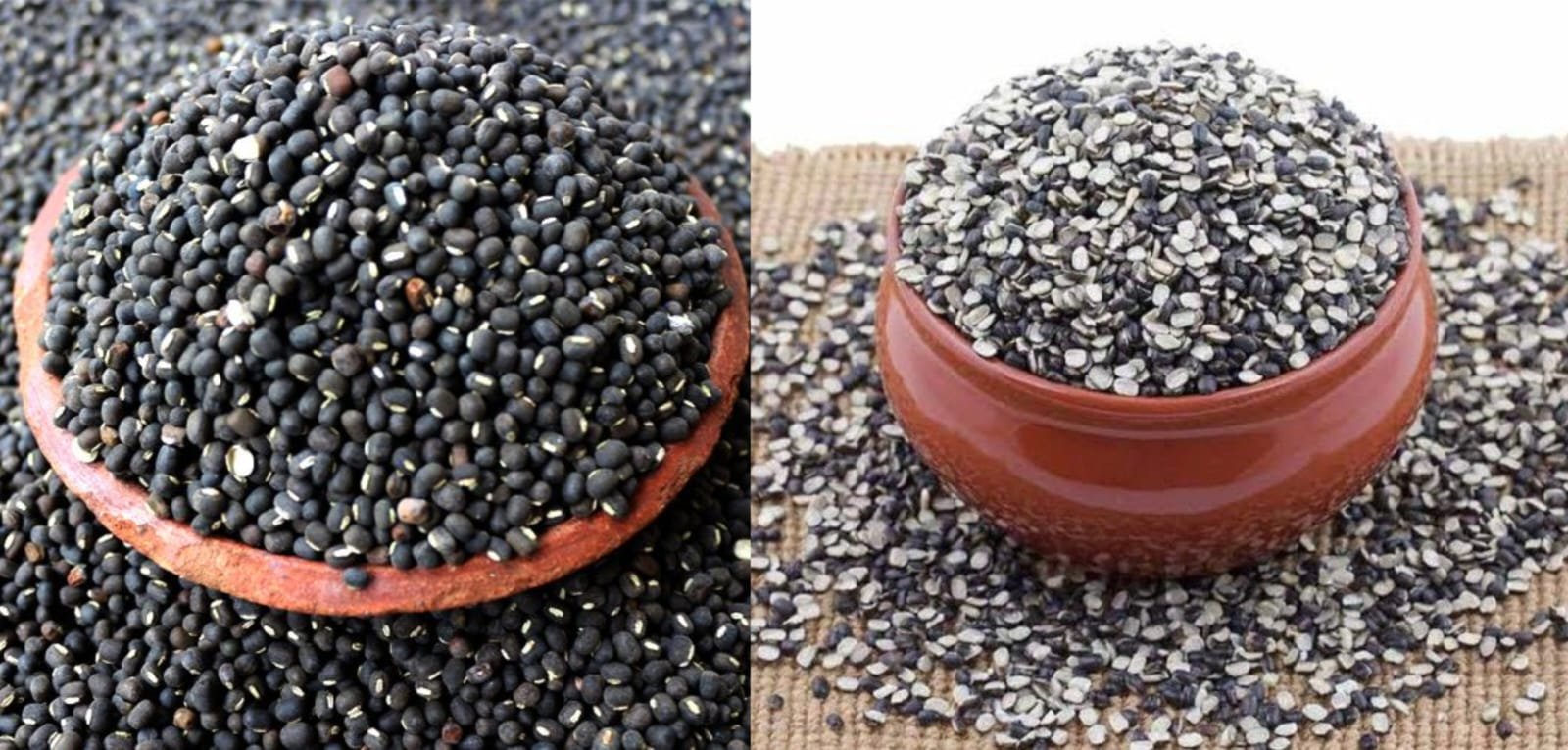 Urad and Urad Dal - Pulses / Dals Supplier India